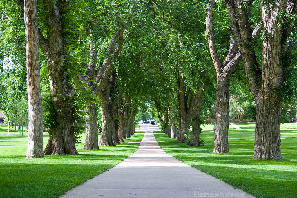 Top 10 US Solar-Powered Universities and How They’re Doing It